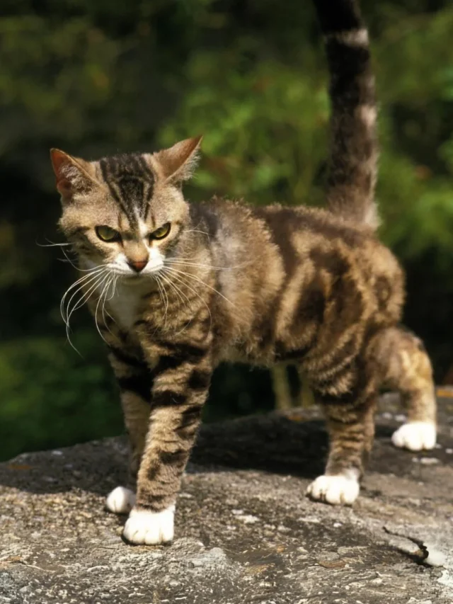 Top 13 Meanest Cat Breeds: Beyond the Myths