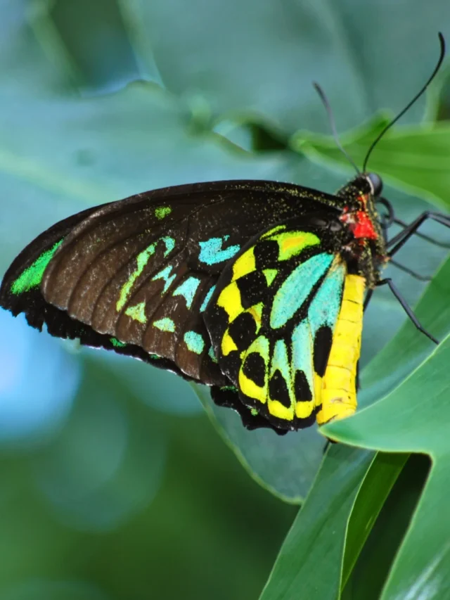 Exploring Nature’s Art: The World’s Most Beautiful Butterflies