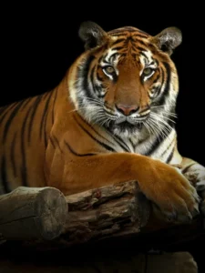 Bengal Tiger