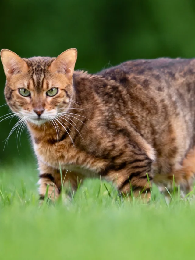 Top 12 Smartest Cat Breeds: Intelligence & Charm