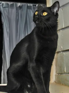 Bombay Cat