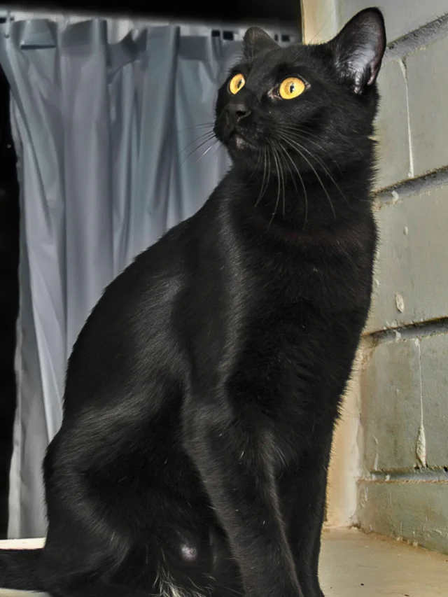 Top 8  Black Cat Breeds – PCs