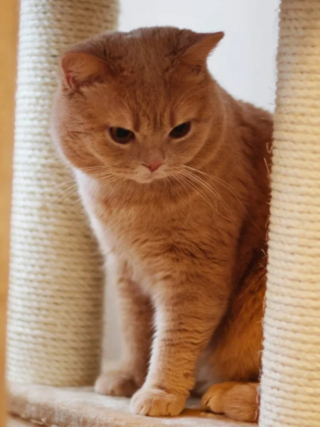 Top 12 Orange Cat Breeds: Find Your Perfect Ginger Companion