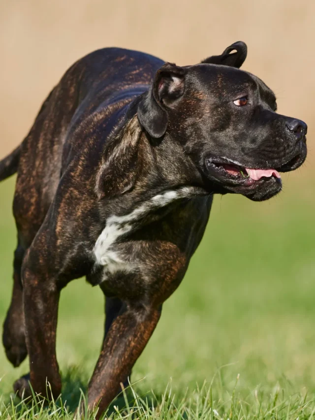 Top 10 Bravest Dog Breeds: Heroes of the Canine World