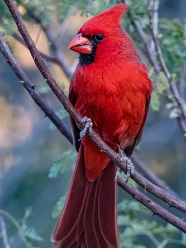 Lucky Birds for Homes: 7 Birds That Symbolize Good Fortune