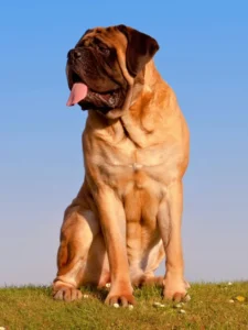 English Mastiff