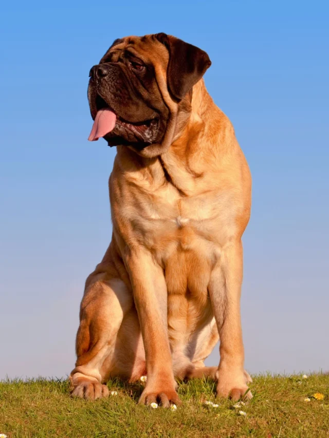 Top 9 Massive Dog Breeds – PCs