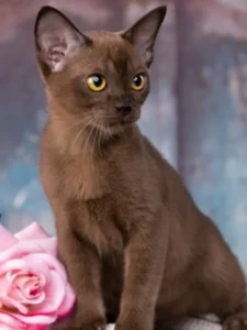 European Burmese