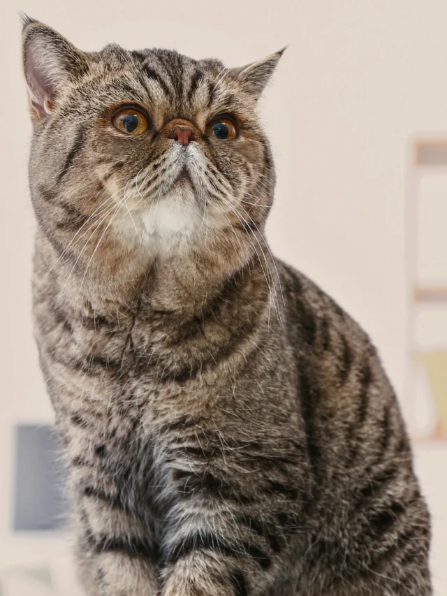 Low-Shedding Cat Breeds: Ideal Companions for Allergy Sufferers