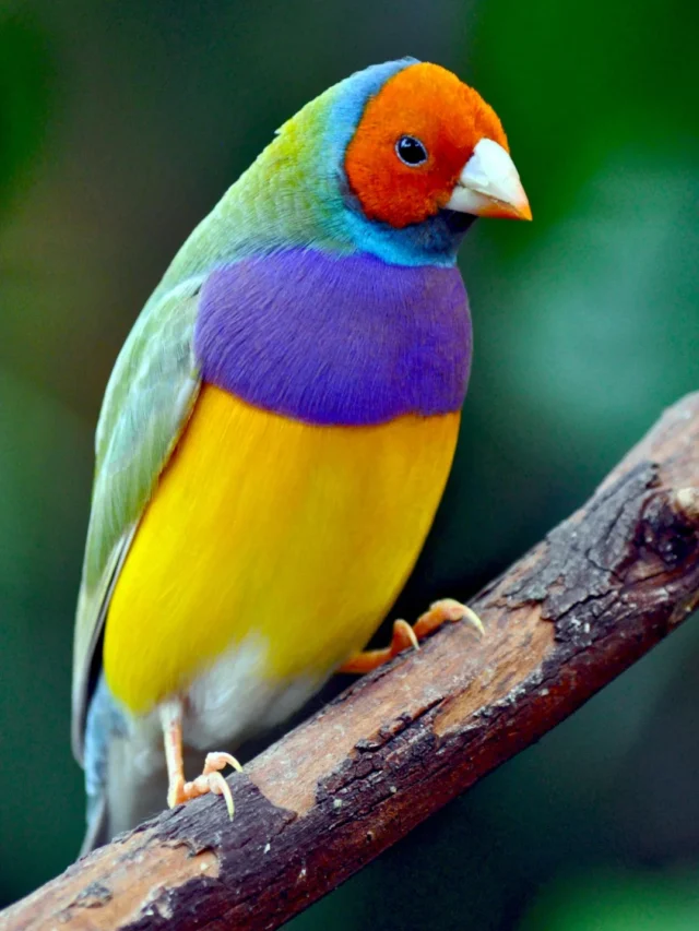 Top 10 Most Beautiful Birds in the World – A Visual Feast