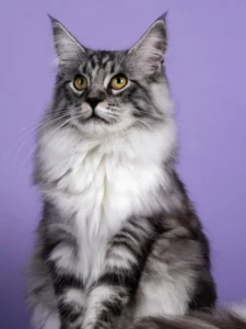 Grey and White Cat Breeds