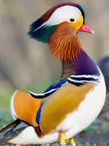 Mandarin Duck