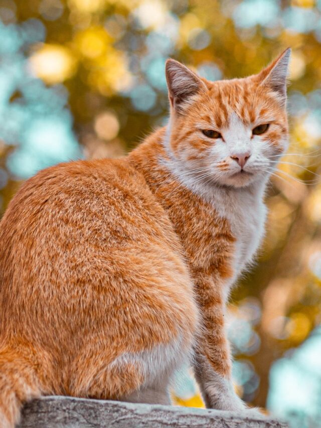 Unique Cat Breeds: A Journey Through the World’s Most Distinctive Felines