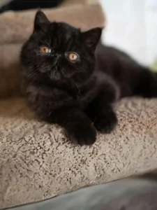 Persian Cat black