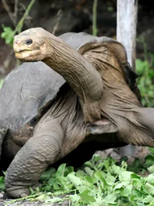 Pinta Island Tortoise