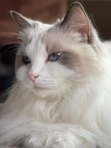 Ragdoll Cat Breed