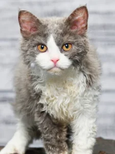 Selkirk Rex