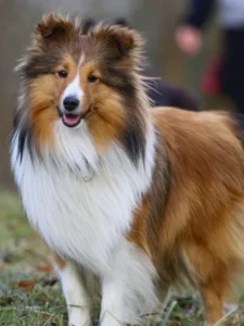 Shetland Sheepdog