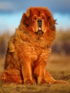 Tibetan Mastiff