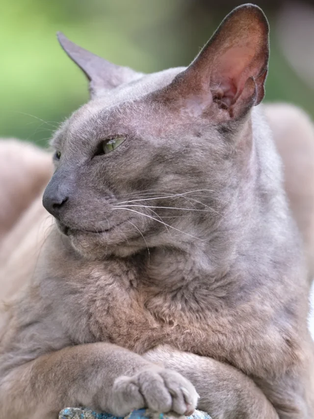 Top 15 Weird Cat Breeds That’ll Blow Your Meow