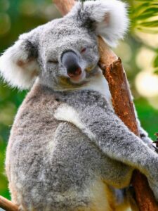 Koalas