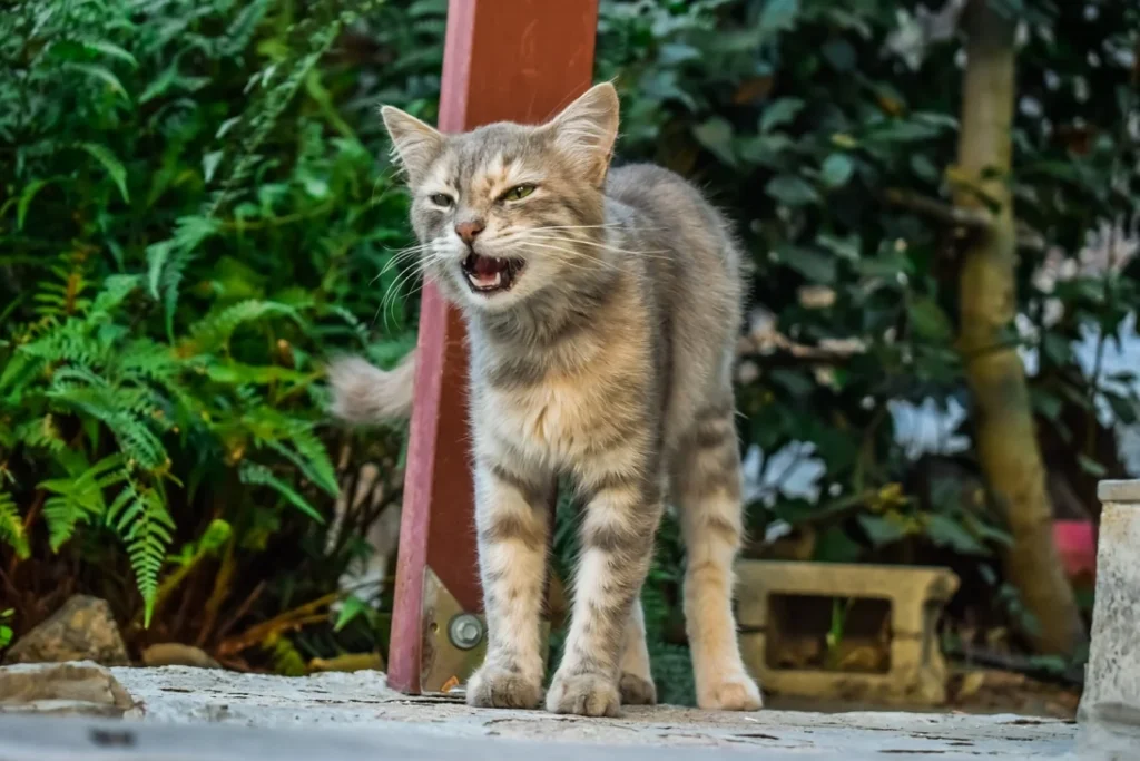 cat huffing noise angry