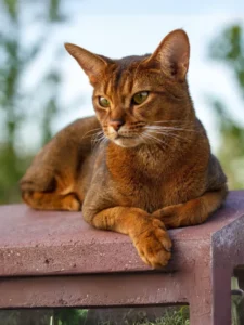 Abyssinian