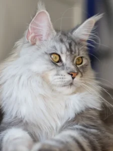 America's Most Popular Cat Breeds