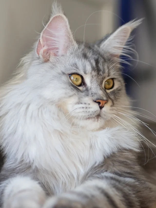 Top 10 Most Popular Cat Breeds in America: A Feline Showcase