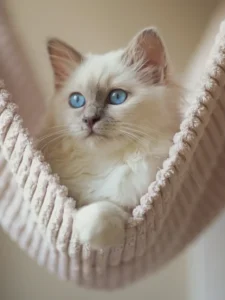 Birman