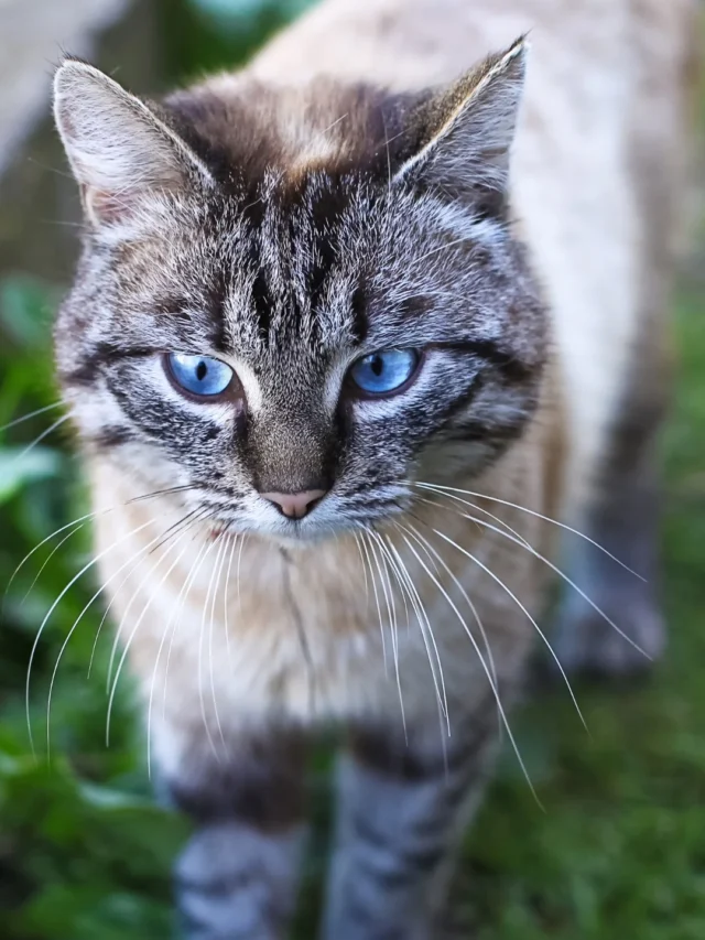 Stunning Blue-Eyed Cat Breeds: A Journey Through Feline Elegance