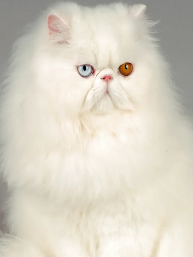 12 Enchanting Cat Breeds with Big Eyes – A Visual Delight