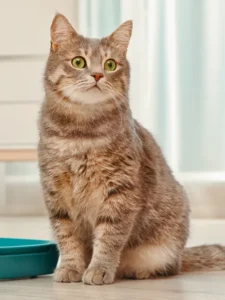 Indoor Cat Breeds