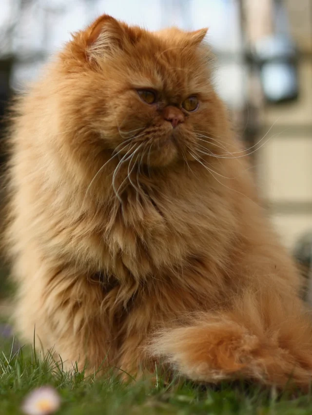 Top 15 Most Expensive Cat Breeds: Exclusive and Elegant