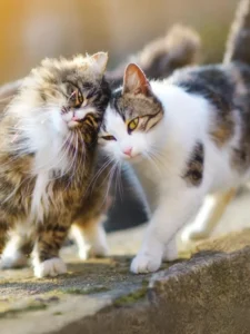 Most Friendly Cat Breeds