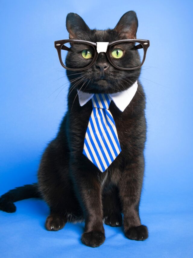 Top 10 Intelligent Cat Breeds: A Blend of Smarts and Affection