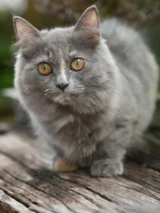 Munchkin Cat