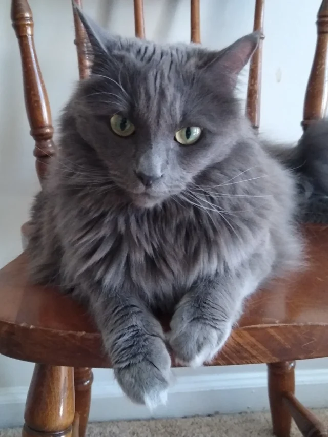 Stunning Grey Cat Breeds: A Journey Through Elegant Felines