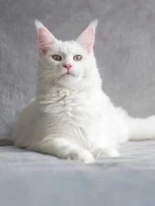 White Cat Breeds