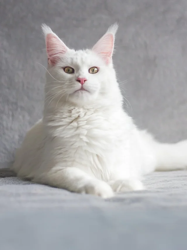 White Cat Breeds: Explore the Beauty and Diversity of These Elegant Felines