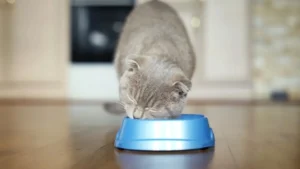 why do cats shake their head when they eat