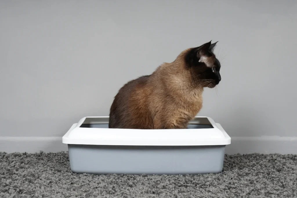cat sitting in litter box doing nothing