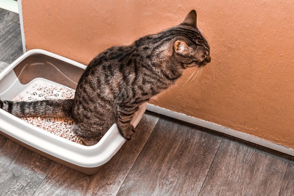 why does my cat pee outside the litter box