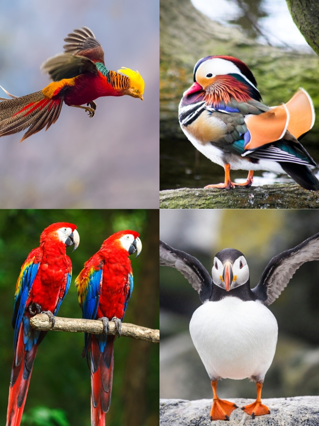 Most Beautiful and Colorful Birds: Discover Nature’s Rainbow